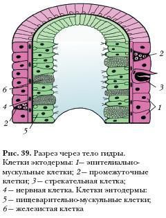 Kraken21 at сайт